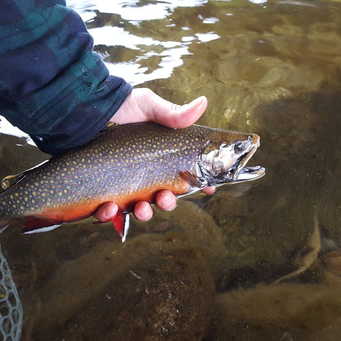 Are Fish Stocking Programs A Necessary Evil?