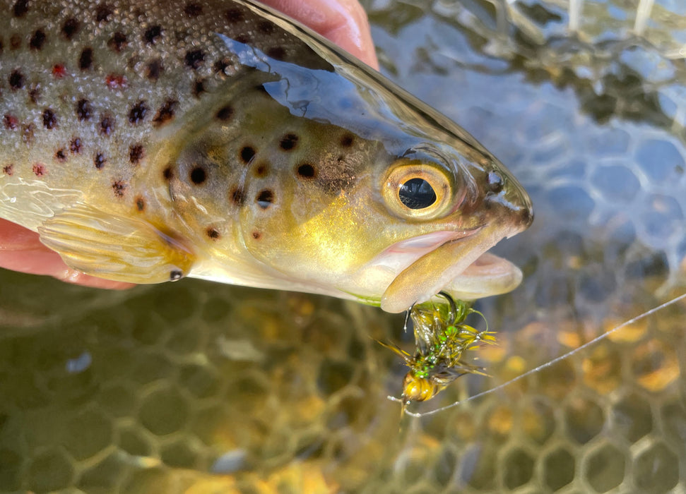 Woolly Bugger Kit