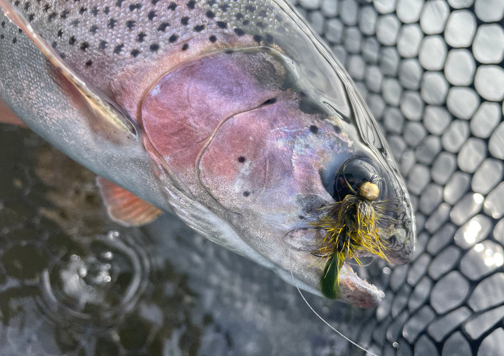Woolly Bugger Kit