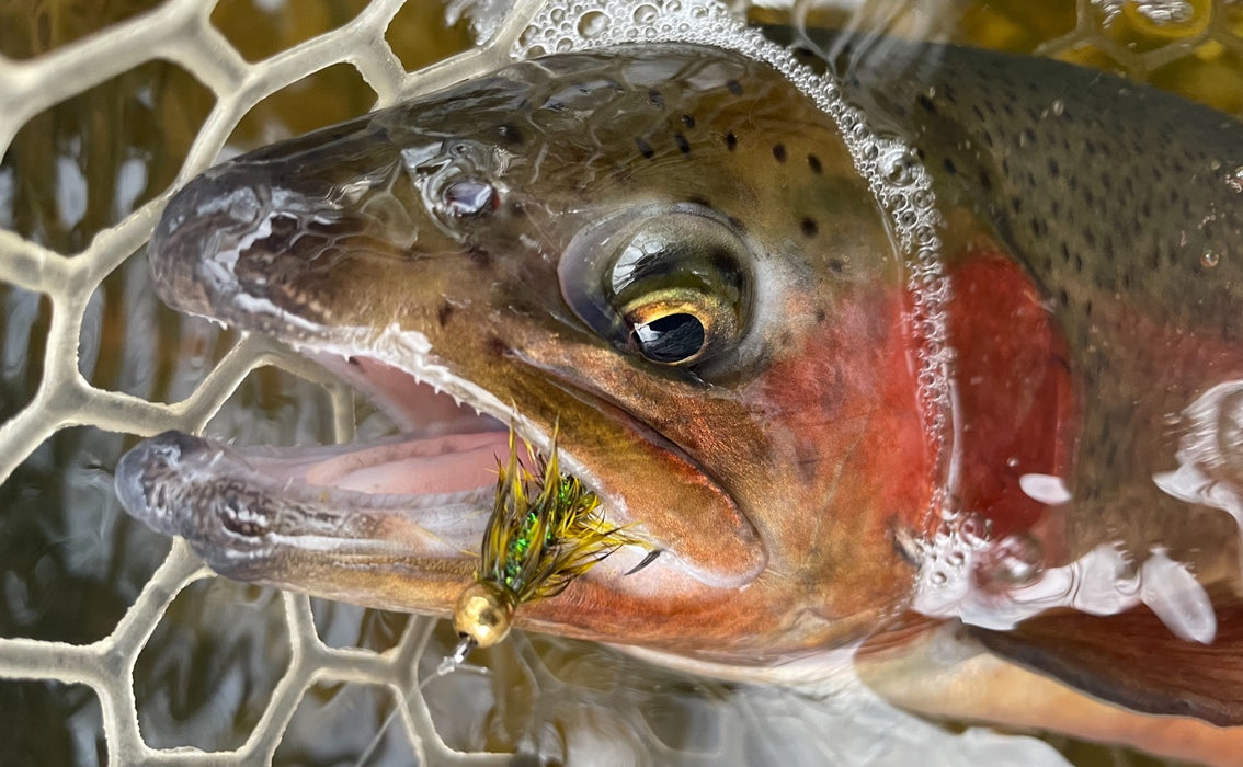 Woolly Bugger Kit