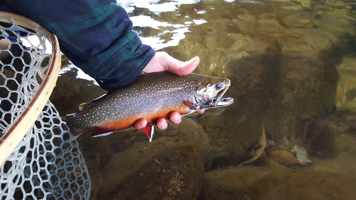 Are Fish Stocking Programs A Necessary Evil? — Maineflyguys.com